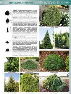 Каталог древесных растений