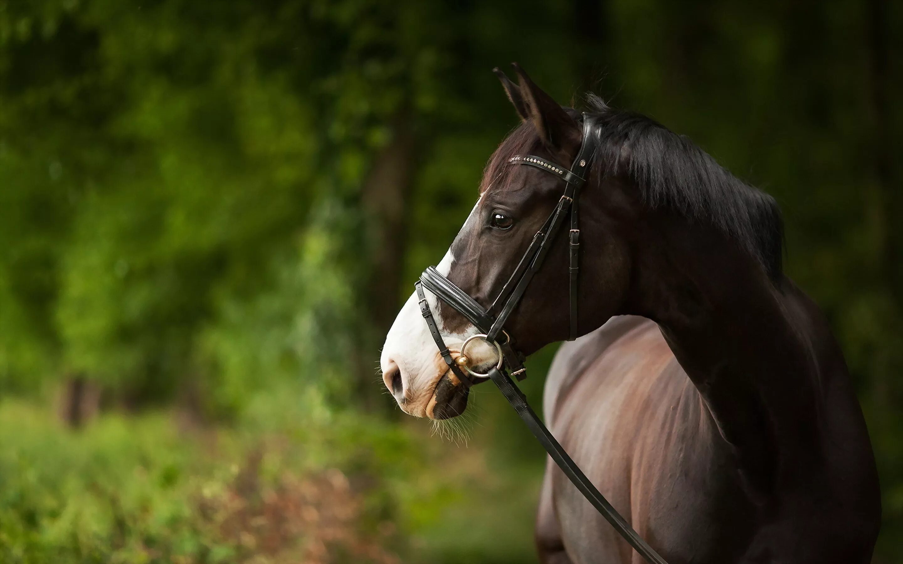 Коричневая лошадь с белой гривой. Лошади на рабочий стол. Красивый конь. Очень красивые лошади. Лошади.