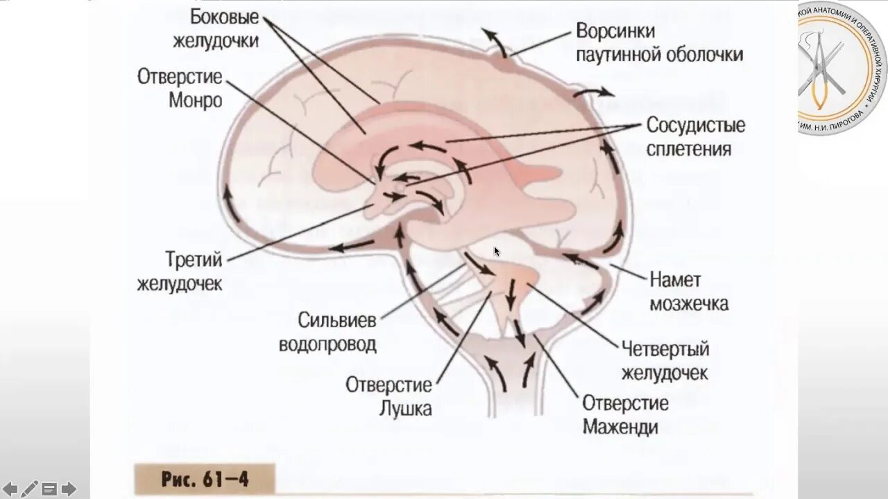 Образования желудочков мозга. Строение ликворной системы головного мозга. Схема строения желудочков мозга. Ликворная система головного мозга схема. Сосудистые сплетения желудочков мозга схема.