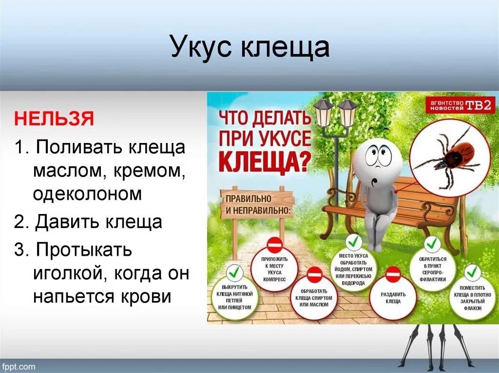 Алгоритм при укусе клеща. Что делать при укусе клеща. что сделать при укусе клеша. что желать при уеусе клгеза..