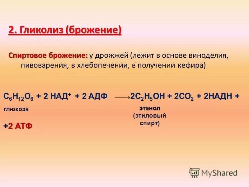 Способен к спиртовому брожению