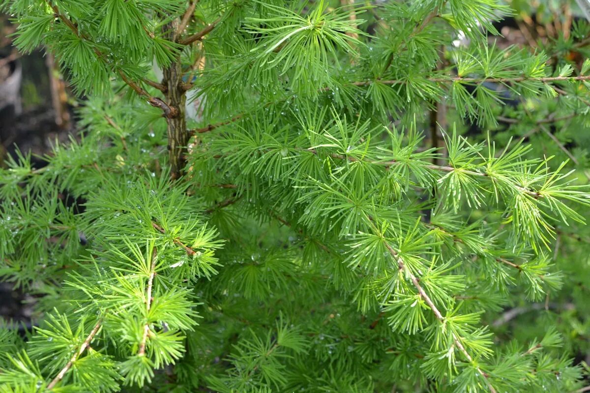 Лиственница европейская kornik. Лиственница европейская larix decidua. Лиственница сорта фото. Лиственница сибирская (larix sibirica ledeb. Лиственница японская (larix kaempferi "diana")*.