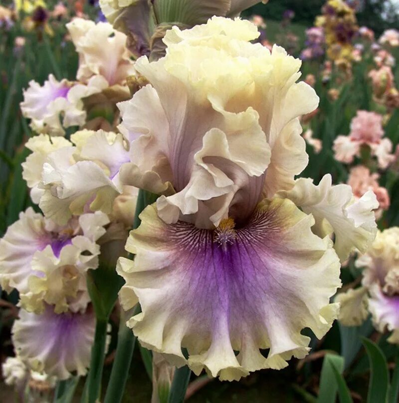 Signal space. Ирис keith keppel irises. ирис space signal. ирис спецс сигнел. ирис бородатый keppel.