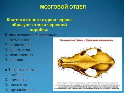 Парные кости черепа животных