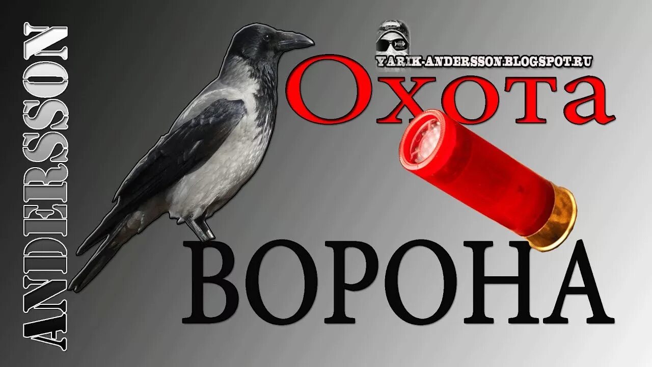 Охота на серую ворону. Черный ворон охота национальной. Снаряжение на ворона.