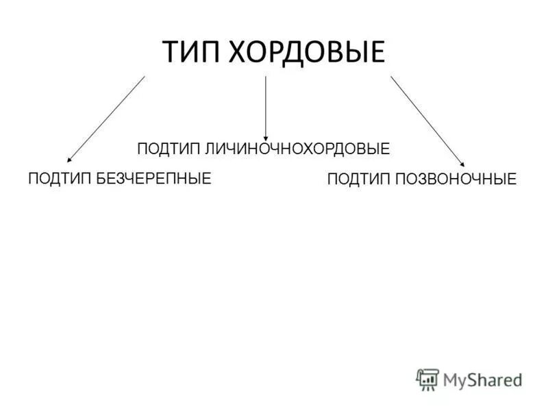 Тип хордовые подтип. Тип хордовые подтип