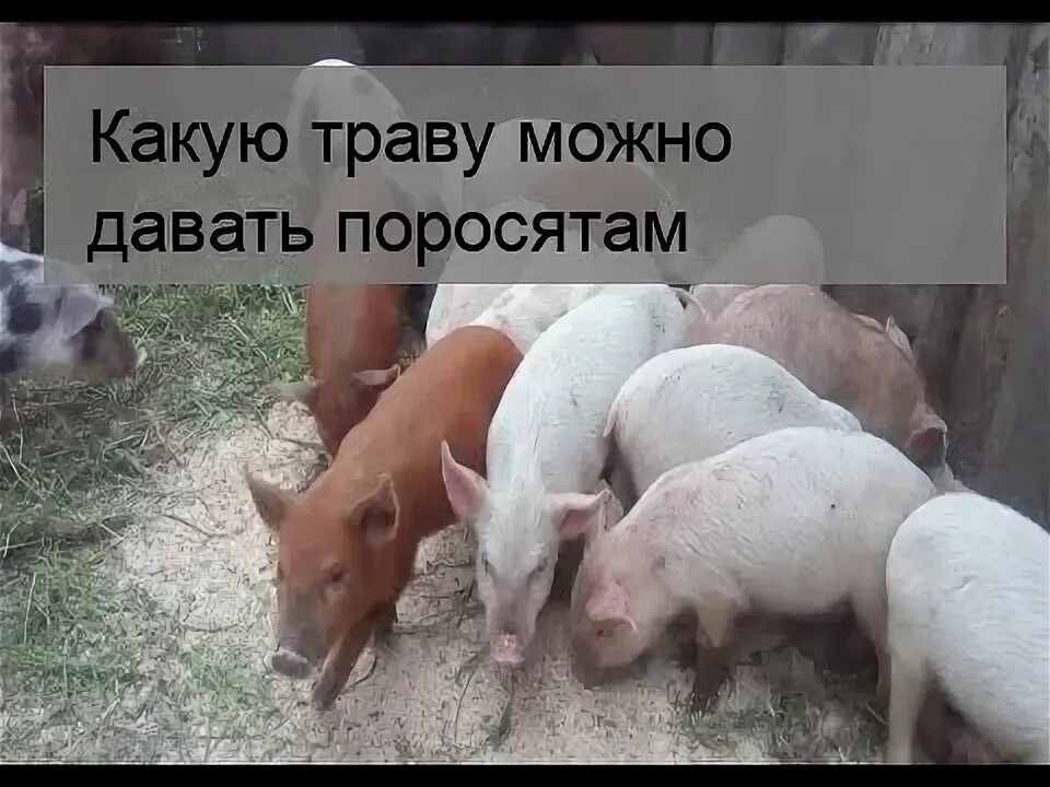 Можно ли месячным поросятам давать. Какую траву дают свиньям. Поросята на траве. Растение свинья. Трава для корма свиней.