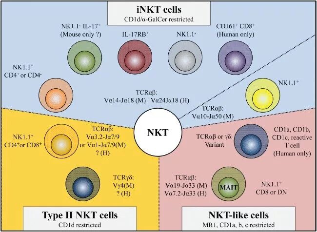 T NK Cell. NK Cells and t Cell. NK Cells and t Cell функция. NKT клетки.