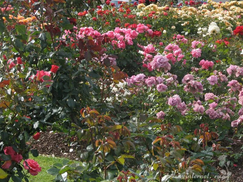 роза император марокко. чеховский сад кустовая. чеховский сад кустовая. роза scepter'd isle. роза ритаусма.