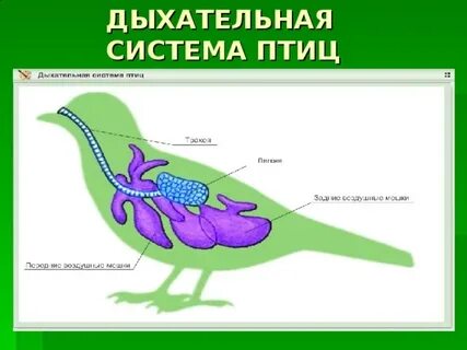 Как дышат птицы