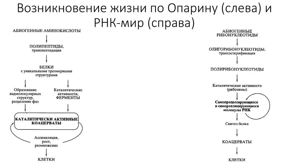 Этапы гипотезы опарина. Гипотеза РНК происхождение жизни. РНК происхождение жизни. Схема развития и зарождения жизни согласно теории Опарина:. Схема теории Опарина возникновения жизни.