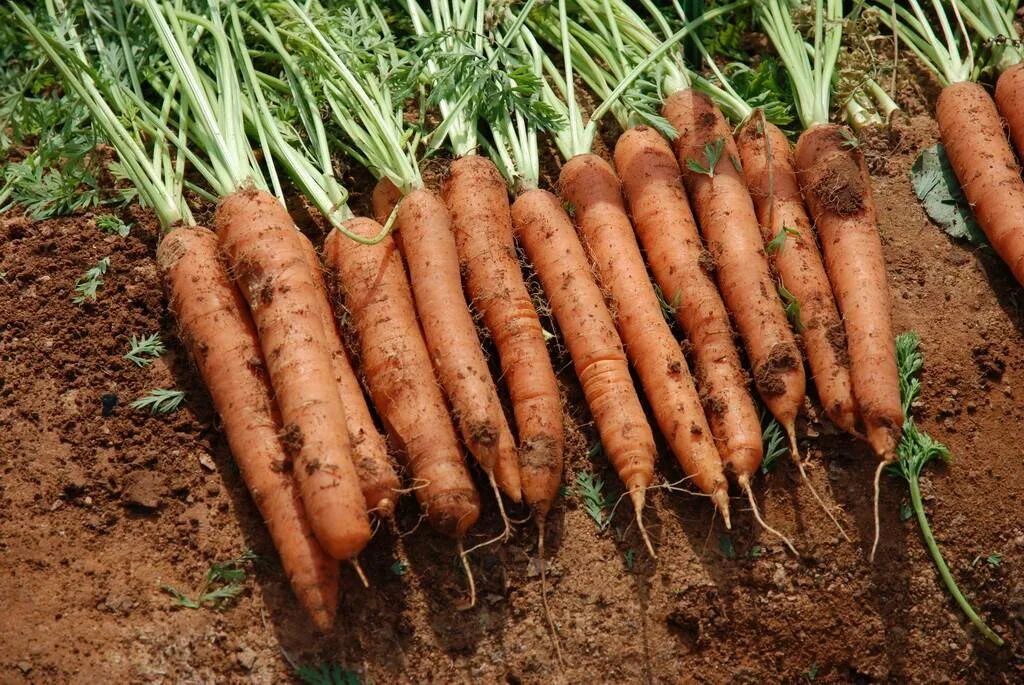 Лучшие сорта моркови для средней полосы. Морковь Джерада f1. Морковь Силвано. Морковь св 7381.