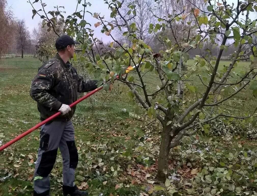 Чем обработать груши яблони. Обрезка деревьев в саду. Формирование и обрезка плодовых деревьев. Обрезка деревьев яблони. Срезанное дерево.