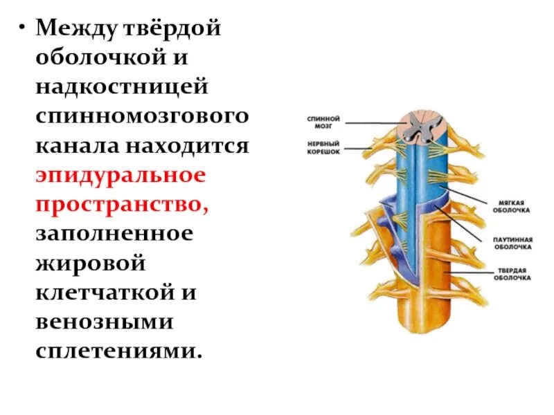 Между оболочками. Межоболочечные пространства спинного мозга. эпидуральное пространство спинного мозга. пространства спинного мозга между оболочками. оболочки и межоболочное пространство спинного мозга.