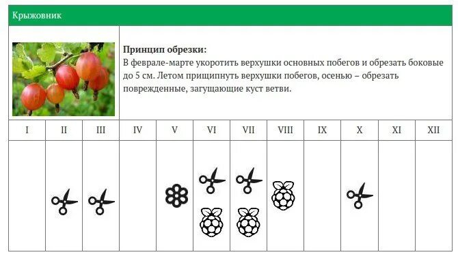 Лунный календарь обрезки деревьев. График обрезки плодовых деревьев и кустарников. календарь обрезки деревьев. календарь обрезки плодовых деревьев. календарь обрезки смородины.