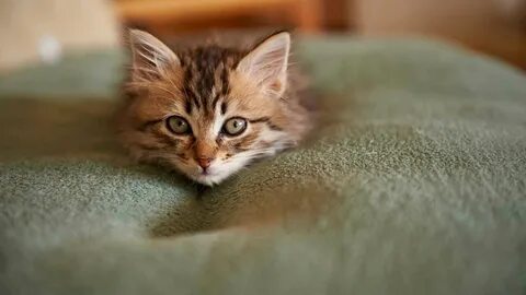 Котенок на ковре