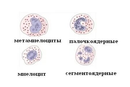 Метамиелоциты. Миелоциты рисунок. метамиелоциты промиелоциты. миелоциты гистология. нейтрофильный миелоцит.