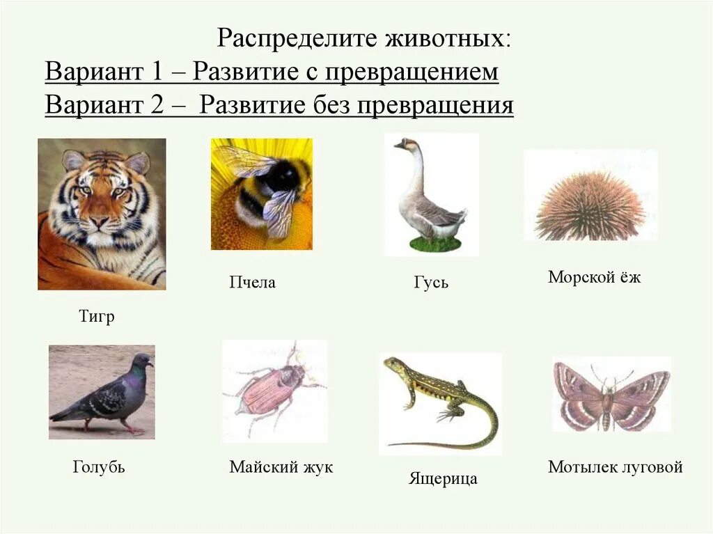 Какие из перечисленных животных ответ. Биология 7 класс развитие животных с превращением и без превращения. животные с развитием метаморфоза. развитие без превращения. развитие животных без метаморфоза.