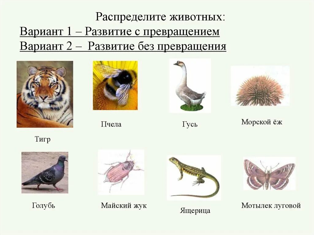 Назовите известных вам животных. Биология развитие животных с превращением и без превращения. Биология 7 класс развитие животных с превращением и без превращения. Животные без метаморфозами развития. Животные развитие без превращения.