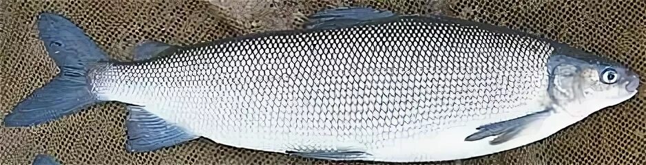 щёкур (чир). муксун пресноводные рыбы. чир описание рыбы. чир описание рыбы. чир описание рыбы.