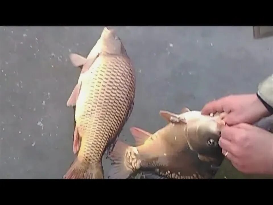 Карпы зимой видео. Карпы зимой видео