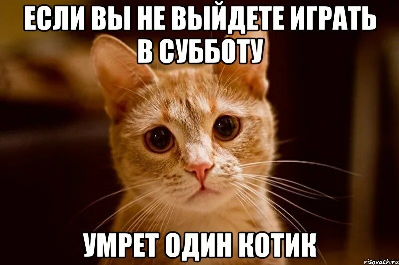 Жалкий конец. Кот Мем. Коты мемы. Котэ Мем. Мемы про котиков.