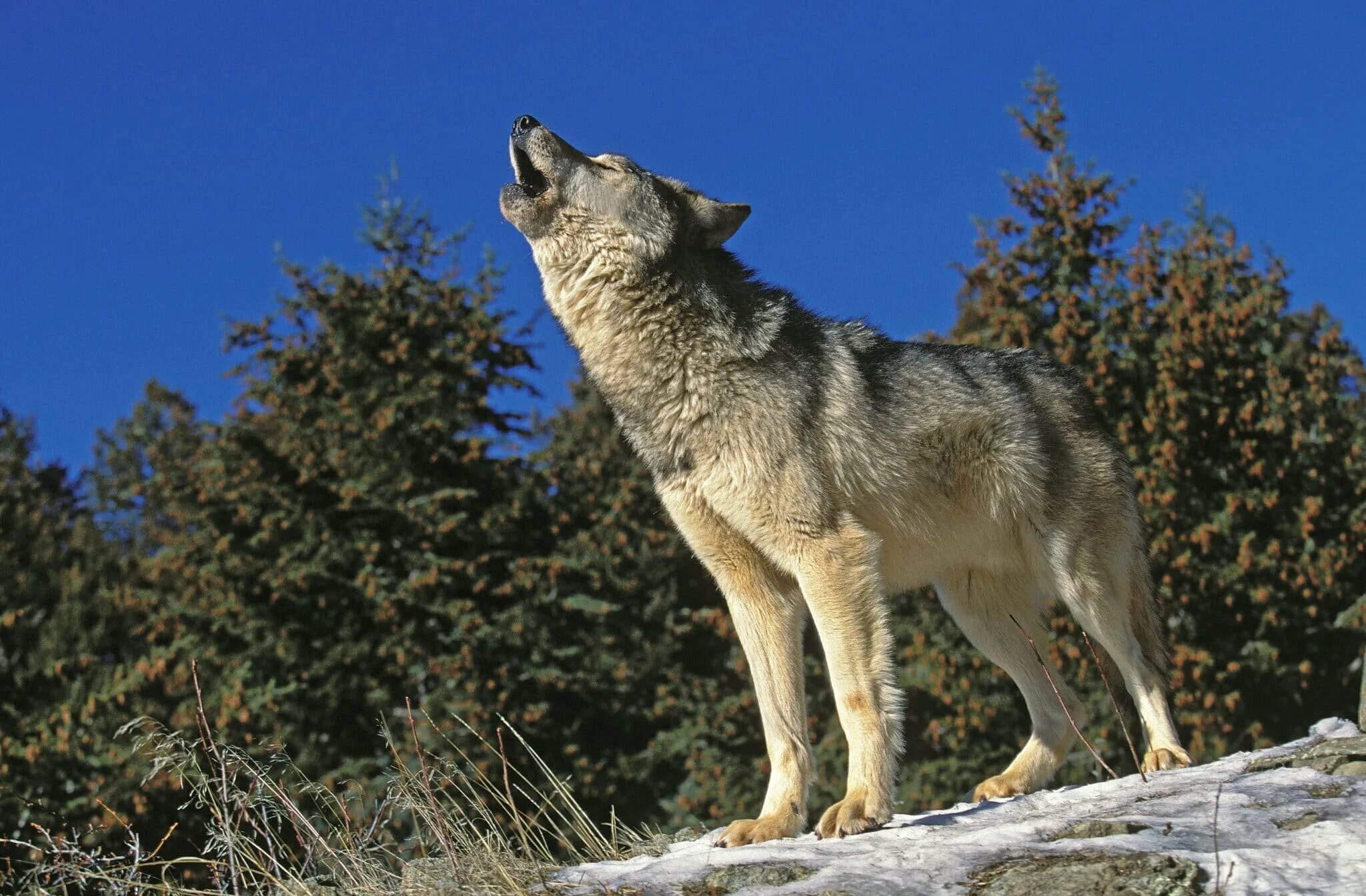 Географические признаки волка обыкновенного в каких. Canis Lupus occidentalis. Канадский Лесной волк. Волк великих равнин. Волк в тайге.