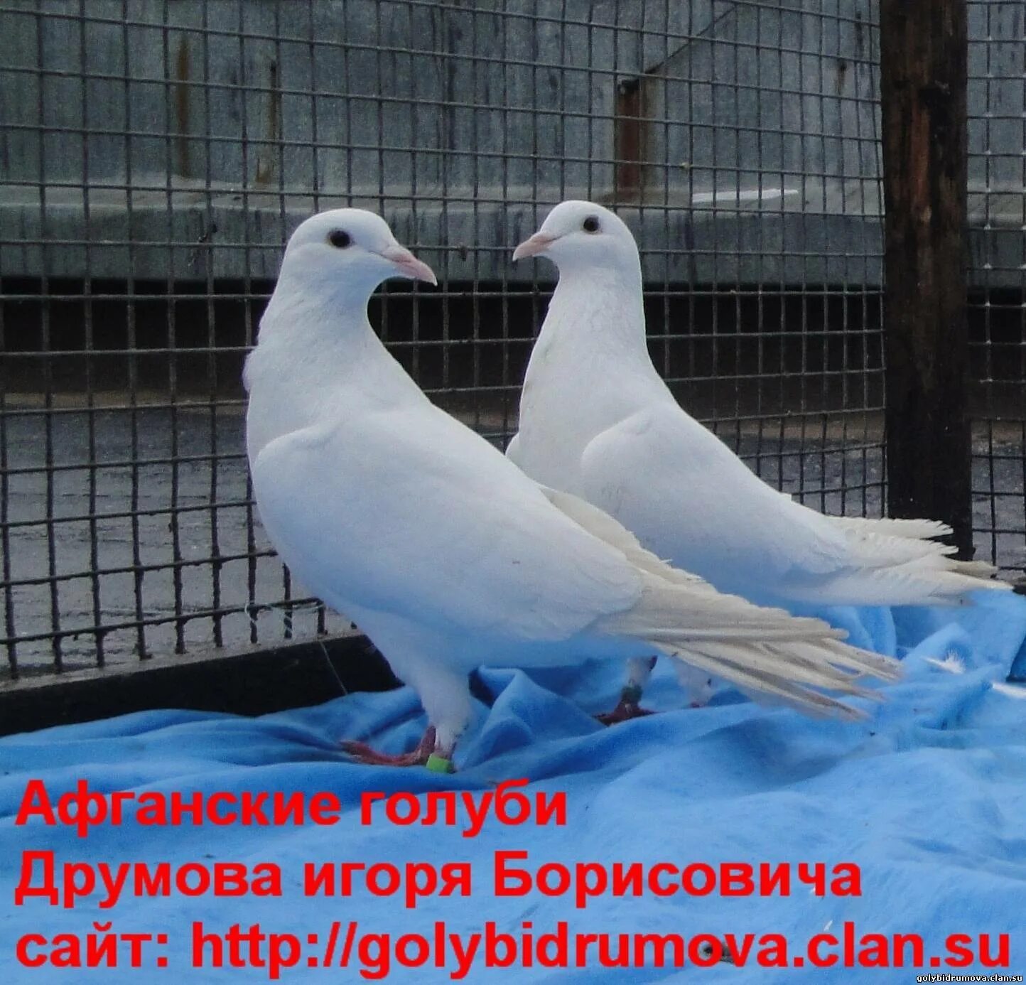 Афганская голубка. Голуби бойные дагестана. Афганская голубка. Голуби афганистана. Голуби афганистана бойные.