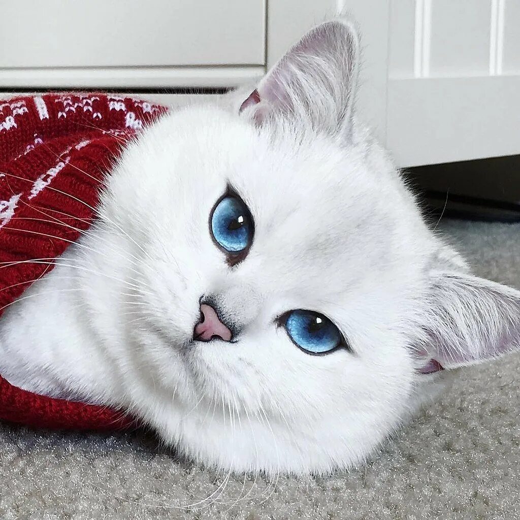 Кот со