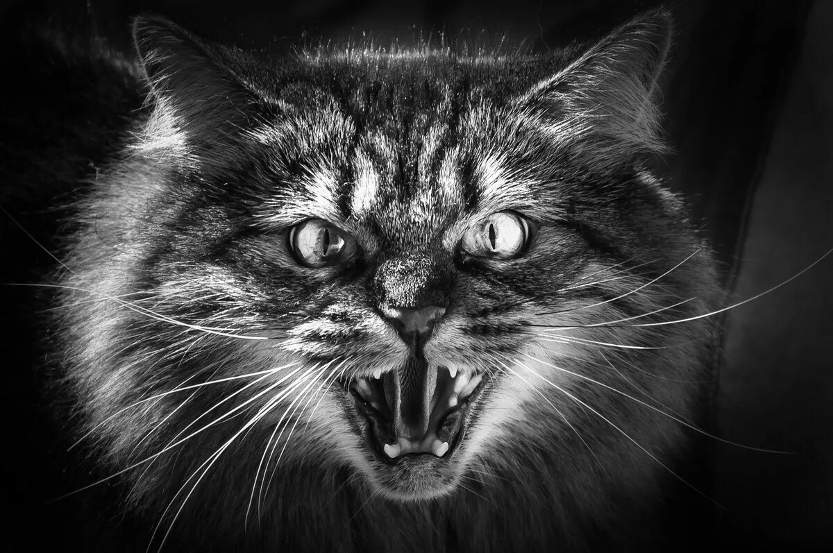Злой кот. Злая кошка. Злобный. Кошачий оскал.