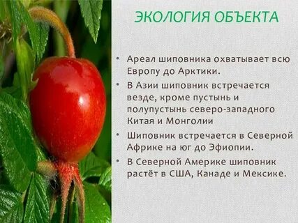 Систематика шиповника обыкновенного