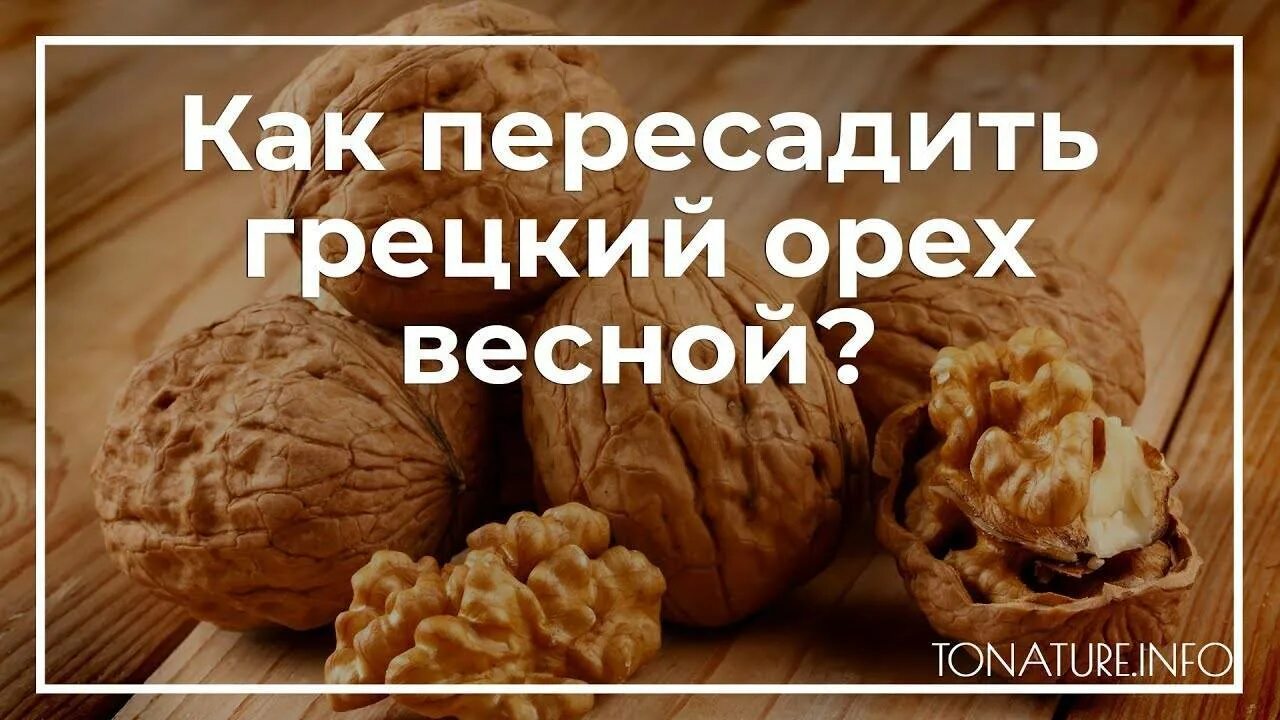 Можно ли сажать грецкий орех. Вырастить грецкий орех. Посадка грецкого ореха. Как садить грецкий орех. Грецкий орех правильная посадка.