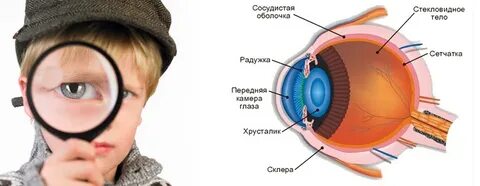 Орган зрения детям