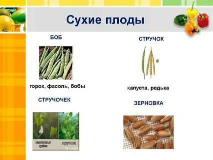 Горох односемянный