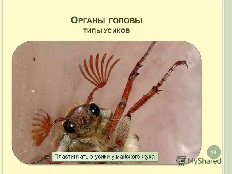 Классификация майского жука. Типы усиков насекомых. Функции усиков у насекомых. Строение и типы усиков насекомых. Какую функцию выполняют усики у жука.
