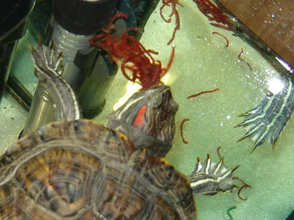Красноухая черепаха с рыбками. Красноухая черепаха подвиды. Красноухая водяная черепаха. Красноухие черепахи кормление.
