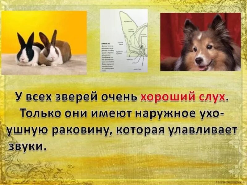 Слух людей и животных. Слух человека и животных. слух человека и животных сравнительная. проект слух человека и животных. слух человека и животного сравнительная характеристика.