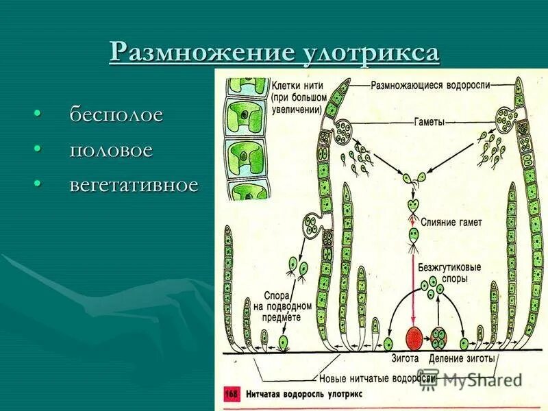 Схема размножения улотрикса. Размножение нитчатых водорослей. Размножение водоросли улотриксы. Улотрикс жизненный цикл.