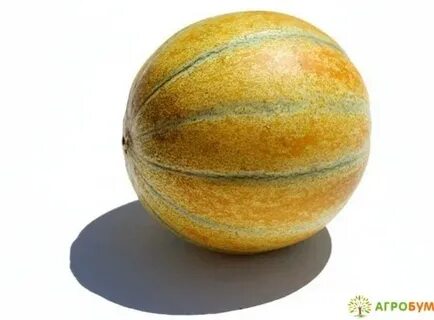 Круглая дыня сорт