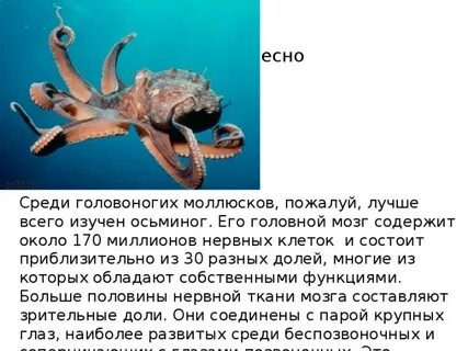 Сколько мозгов у осьминога