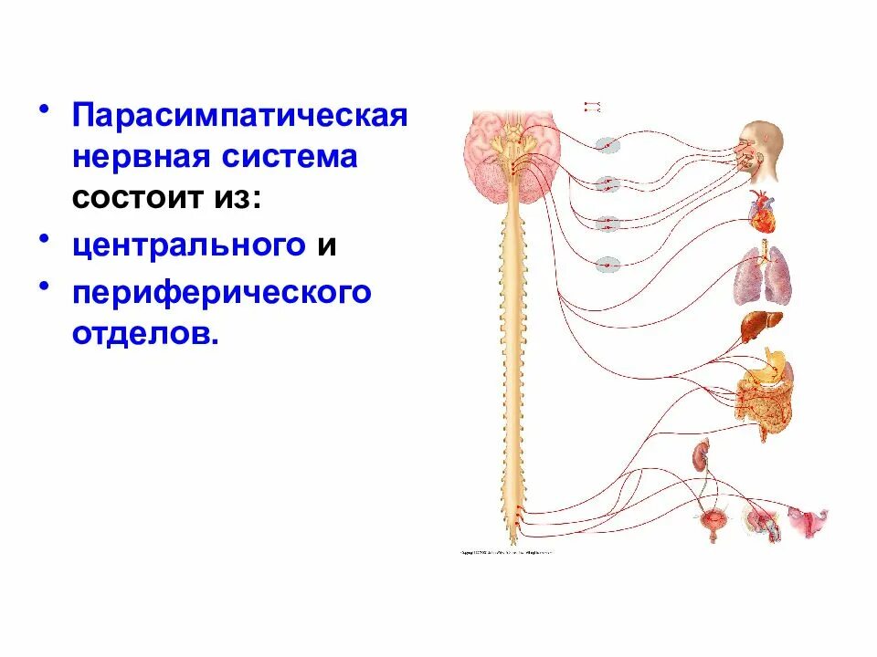 Вегетативные нужны для. Нервы парасимпатического отдела вегетативной нервной системы. Парасимпатическая часть вегетативной нервной системы состоит из. Парасимпатический отдел нервной системы схема. Вегетативная нервная система центральные отделы парасимпатическая.