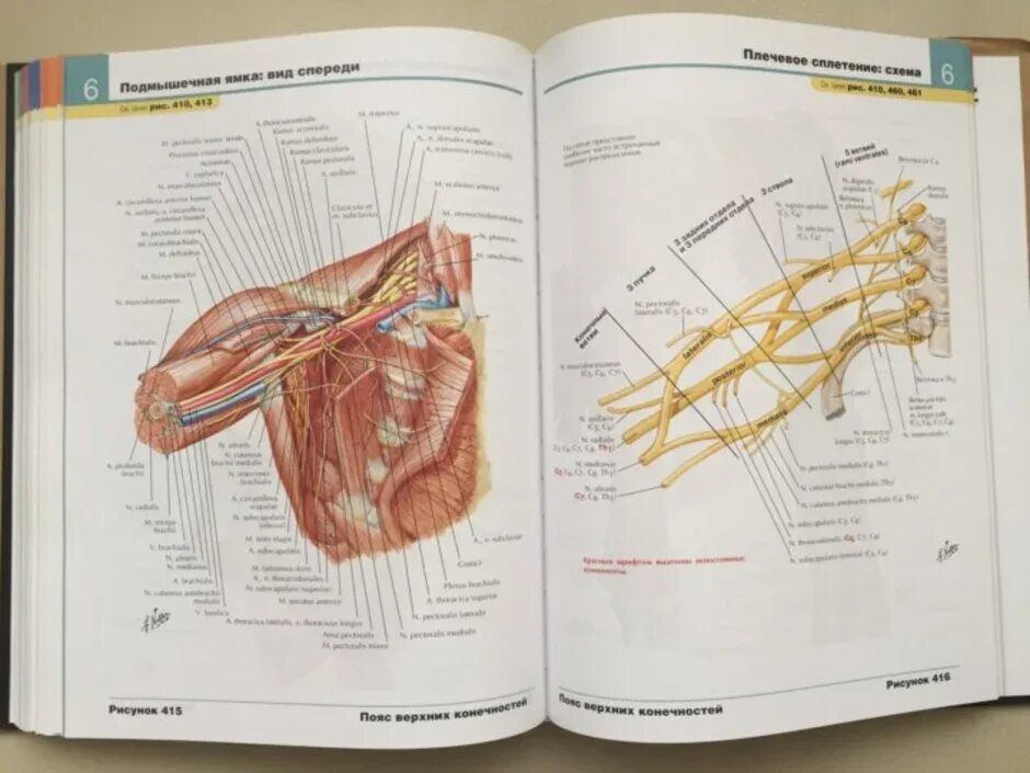 Анатомический атлас человека Фрэнк Неттер. Атлас Неттера по анатомии 2 издание. Атлас анатомии человека Фрэнк Неттер 7 издание. Атлас Неттера верхняя конечность.