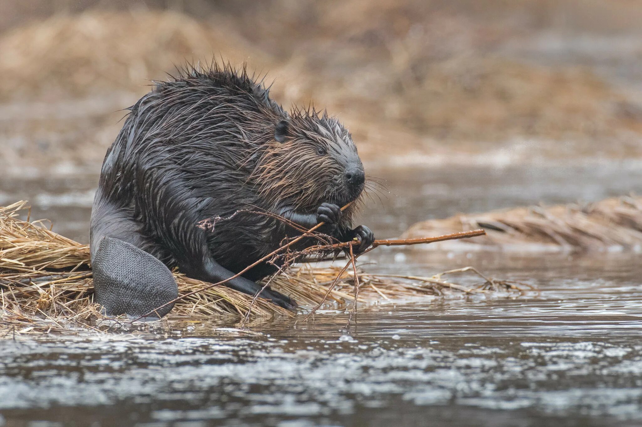 Американский бобра. Castor canadensis. Канадский Бобр. Бобры в Канаде. Американские бобры.