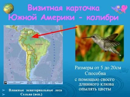 В какой среде обитает колибри
