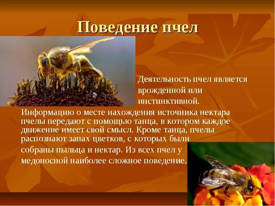 Инстинкты пчел. Поведение пчел. особенности поведения пчел. пчелы общественные насекомые. особенности жизни пчел.