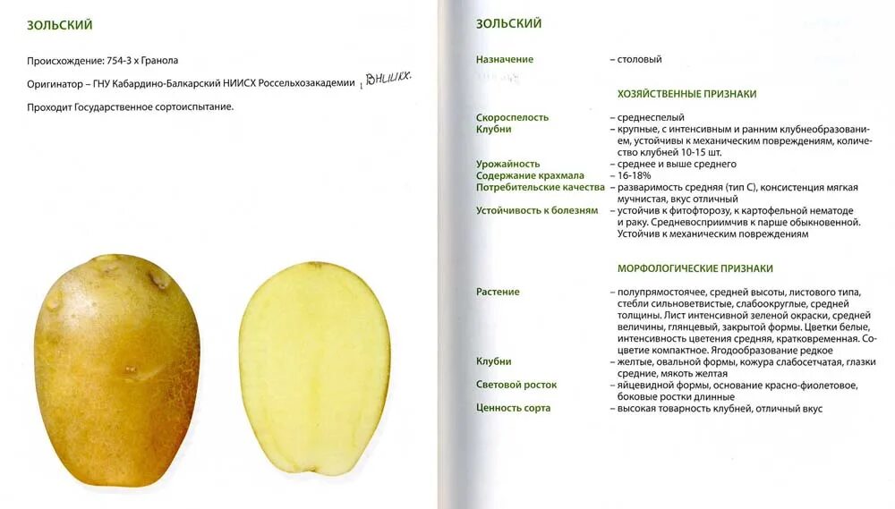 Картофель карелия описание сорта. Коломбо сорт картофеля характеристика. Семенной картофель Коломбо описание сорта. Картофель Коломбо описание сорта. Сорт ранней картошки Коломбо.