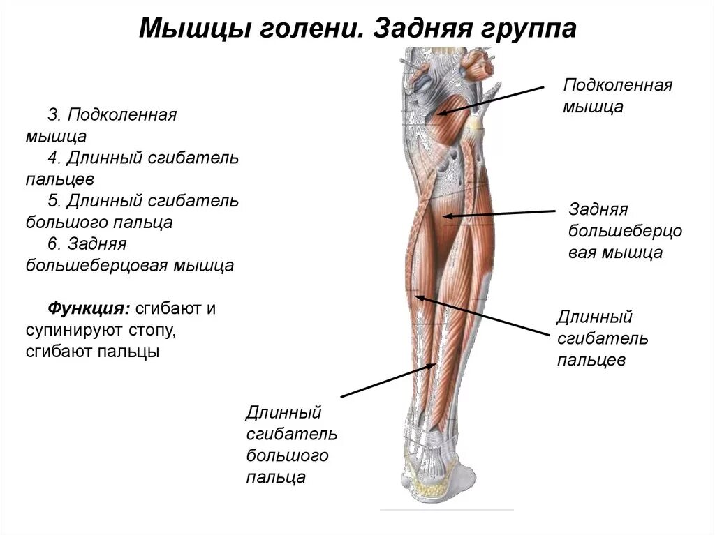 Бедра женщины фото где находится