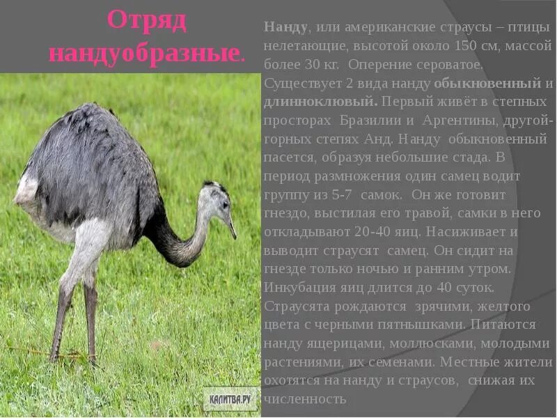 Особенности строения нандуобразных