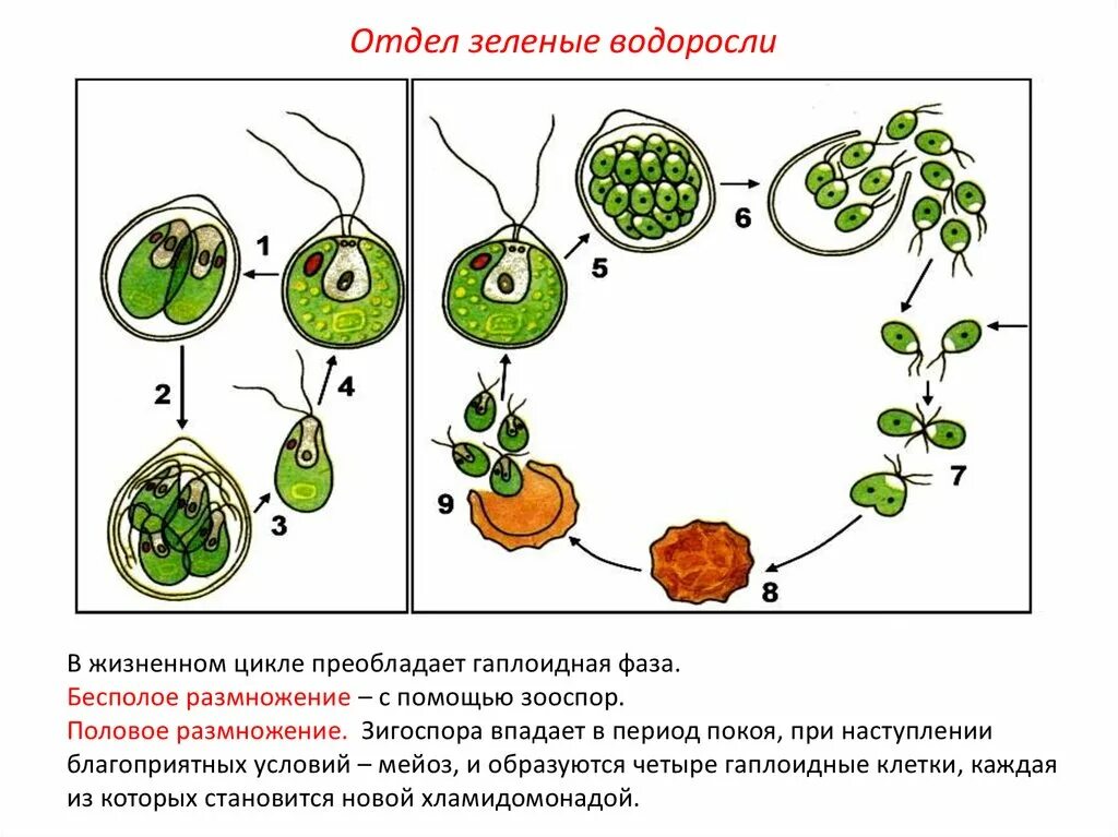 Жизненный цикл одноклеточных водорослей схема. Жизненный цикл хламидомонады ЕГЭ. Цикл развития водоросли хламидомонады схема. Жизненный цикл водорослей хламидомонада. Мейоз хламидомонады