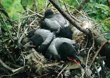 Птенцы вороны как называются